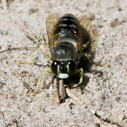 Sand Wasp (Bembix furcata) (Bembix furcata)